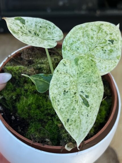 Alocasia dragon scale mint ( nr 2)