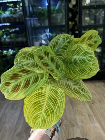 Maranta leuconeura ‘Light Veins’