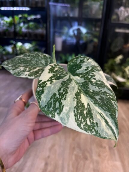 Monstera deliciosa Noid/ Thai Constellation ( nr 1)