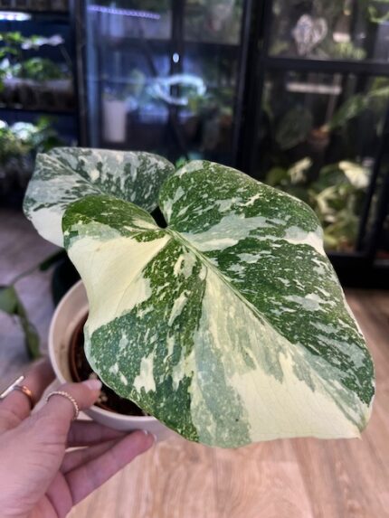 Monstera deliciosa Noid/ Thai Constellation ( nr 2)
