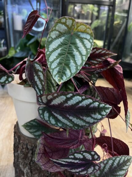 Cissus discolor ( nr 1)