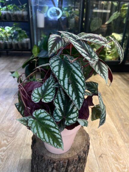 Cissus discolor ( nr 2)