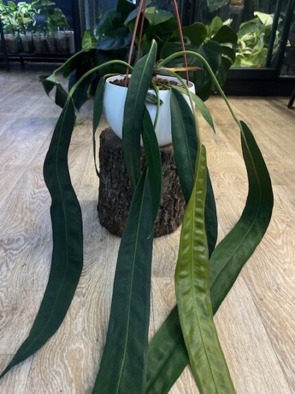 Anthurium Wendlingeri