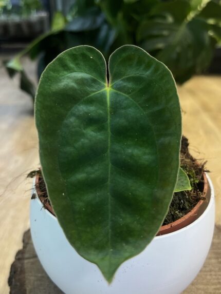 Anthurium Papillilaminum (nr 2)