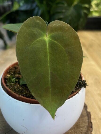 Anthurium Papillilaminum (nr 3)