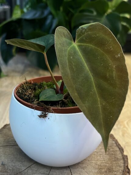 Anthurium Papillilaminum (nr 4)
