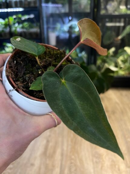 Anthurium Papillilaminum (nr 5)