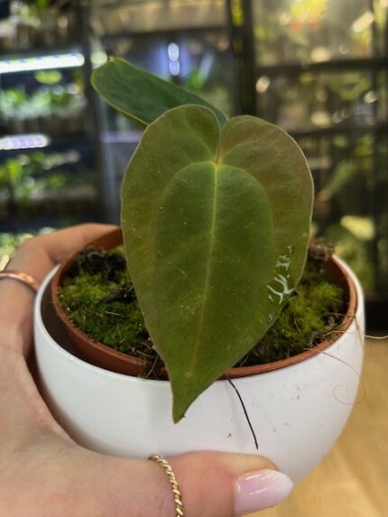 Anthurium Papillilaminum (nr 6)