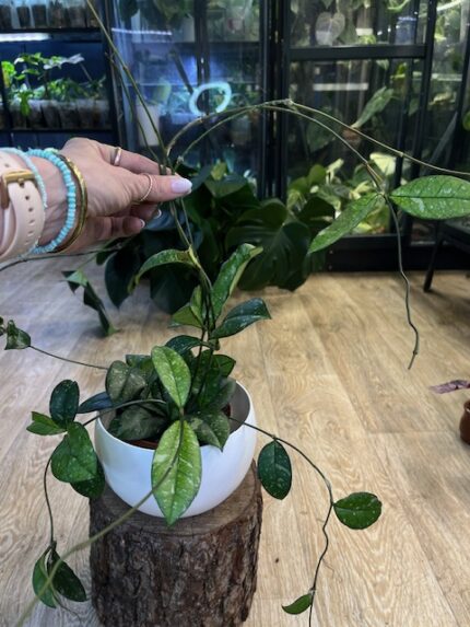 Hoya crassipetiolata splash (nr1)