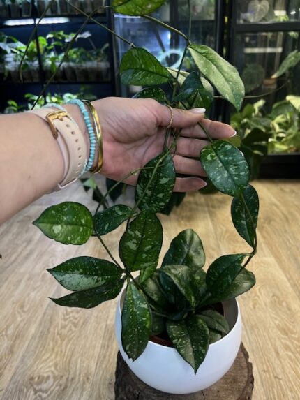 Hoya crassipetiolata splash (nr 2)