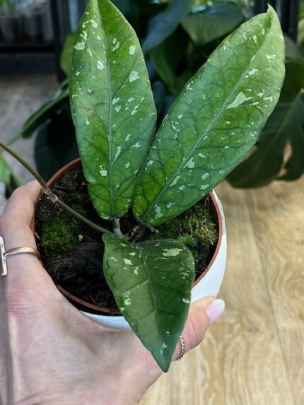 Hoya Aceh (nr 1)