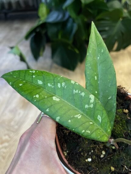 Hoya Aceh (nr 2)
