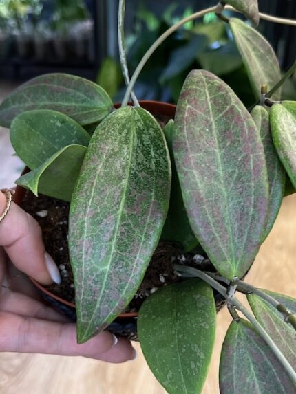 Hoya wibergiae (nr 1)