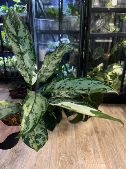 Aglaonema commutatum variegata (nr1)