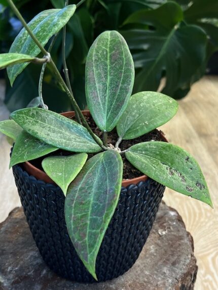 Hoya wibergiae (nr 2)