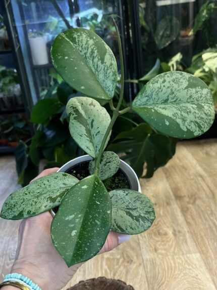Hoya obovata ‘Splash’ (nr 1)