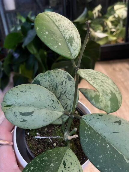 Hoya obovata ‘Splash’ (nr 2)