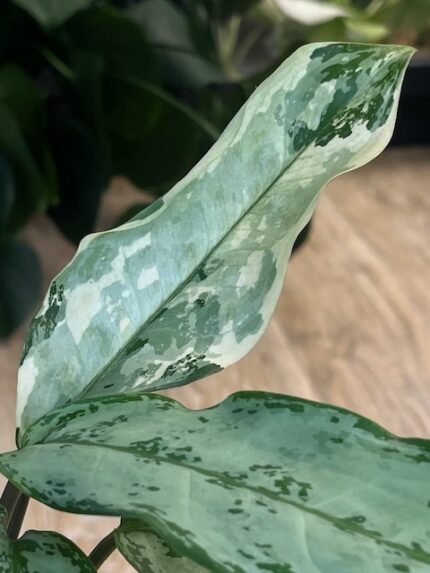Aglaonema commutatum variegata (nr2)