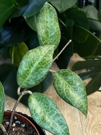 Hoya verticillata ‘Wayang Splash’