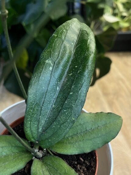 Hoya Erythrina (nr 1)