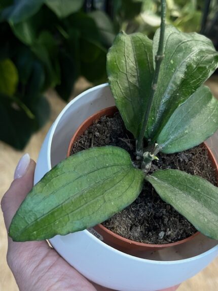 Hoya Erythrina (nr 2)