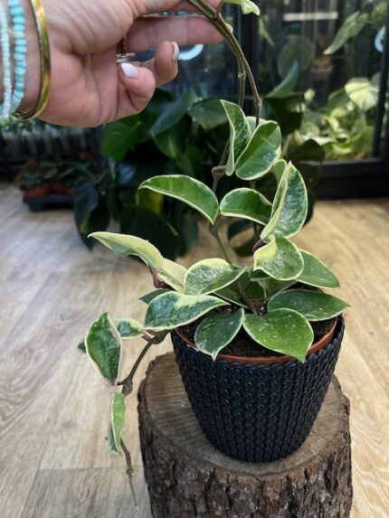 Hoya carnosa Krimson Queen splash (nr 2)