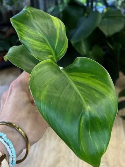 Strelicja nicolai variegata (nr 3)