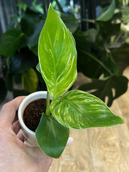Strelicja nicolai variegata (nr 4)