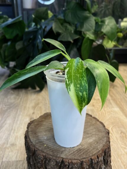 Philodendron 'Jose Buono' ( nr 3)