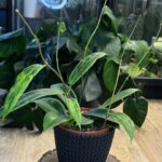 Hoya Soligamiana #1