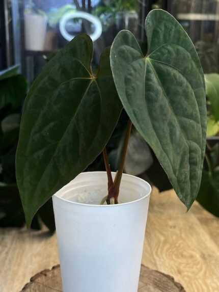 Anthurium Fort Sherman x Papillilaminum #1