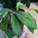 Hoya Vitellinoides 