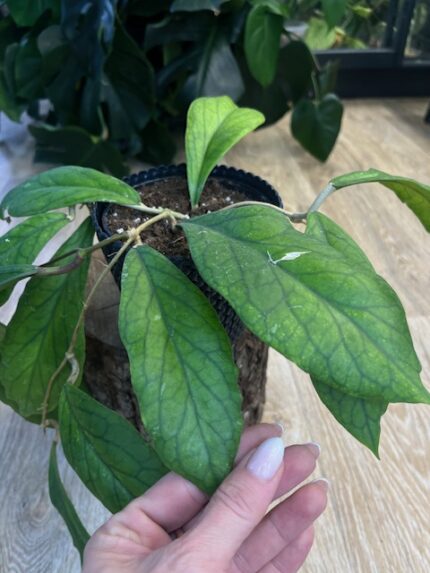 Hoya Vitellinoides 