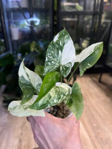 Syngonium Emerald Gem #8