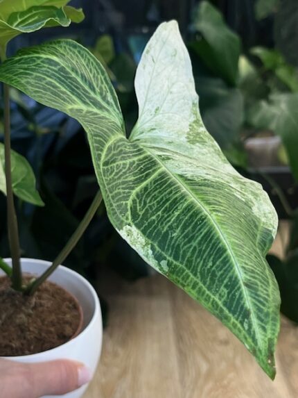 Syngonium Batik Variegata