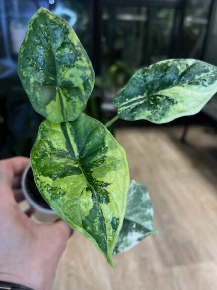 Alocasia dragon scale albo variegata #3