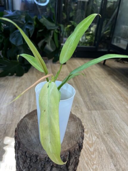 Philodendron Whipple Way #2