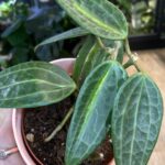 Hoya Latifolia 'Pot of Gold' #1