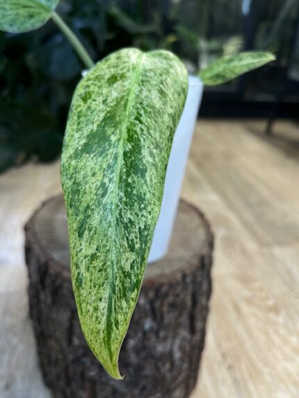 Philodendron Whipple Way mint #5