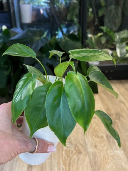 Philodendron Burle Marx variegata (regres) #1