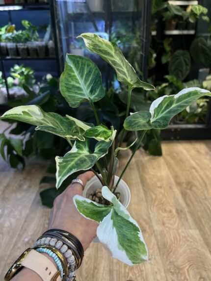 Syngonium T25 #1