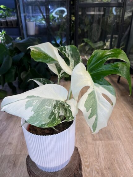Monstera variegata #2