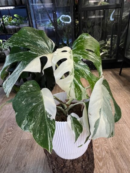 Monstera variegata #5