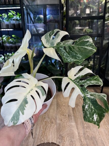 Monstera variegata #4