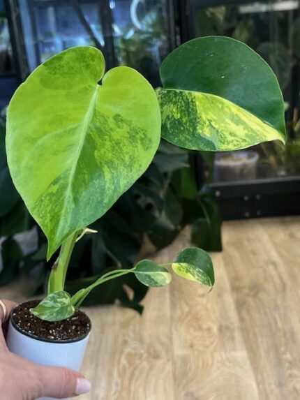 Monstera Yellow Marilyn #1
