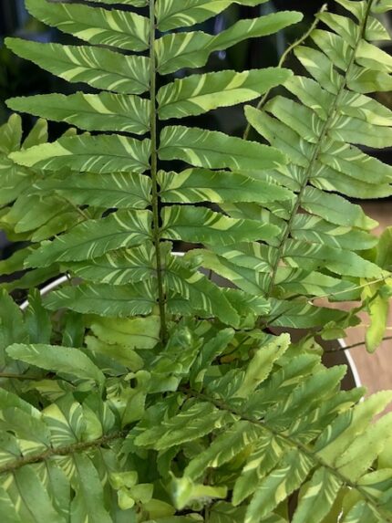 Paproć Variegata / Nephrolepis Exaltata variegata
