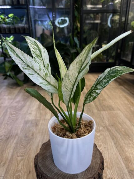 Spathiphyllum Peach Lily #1