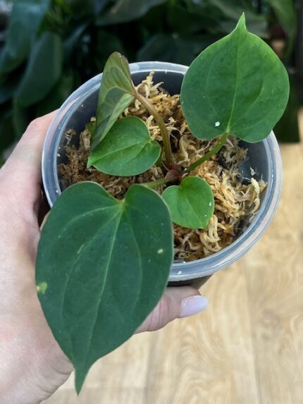 Anthurium King of Spades #2
