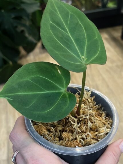 Anthurium King of Spades #3
