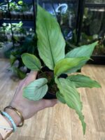 Spathiphyllum Blue Ice - obrazek 2